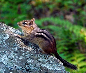 Chipmunk, Skała