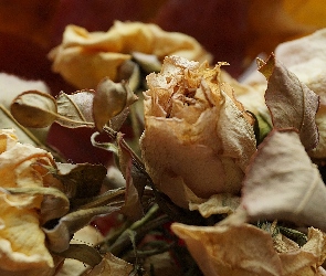Róże, Bukiecik, Suszone