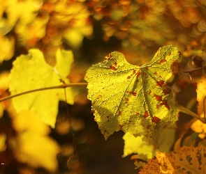 Jesienny, Liść, Żółty