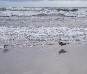 Mewy, Plaża, Morze, Bałtyckie