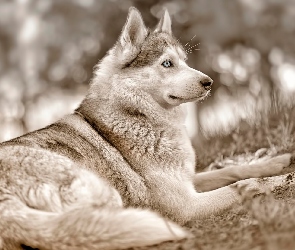 Husky, Rozmycie, Białe, Czarno, Siberian
