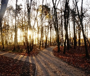 Alejki, Przebijające Światło, Jesień, Drzewa, Park