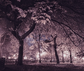 Park, Drzewa, Noc