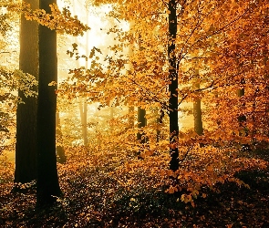 Las, Jesień, Liście, Drzewa