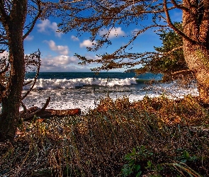 Drzewa, Fale, Wybrzeże, Morze