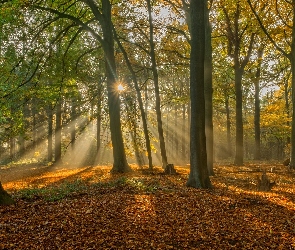 Promienie słońca, Las