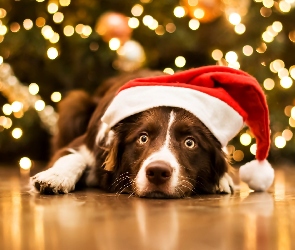 Leżący, Mikołaja, Border collie, Czapka, Pies