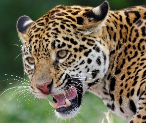 Jaguar, Kły, Zły
