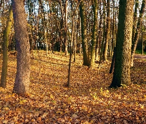 Drzewa, Jesień, Park