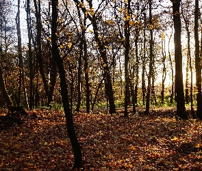 Park, Przebijające Światło, Jesień, Drzewa