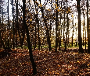 Przebijające Światło, Jesień, Park, Drzewa