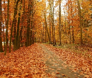 Jesień, Liście, Park, Jesienne, Droga