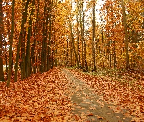 Droga, Liście, Jesienne, Park, Jesień
