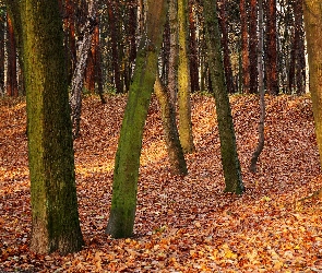 Jesień, Dtzewa, Park