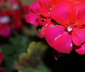 Czerwona, Makro, Pelargonia