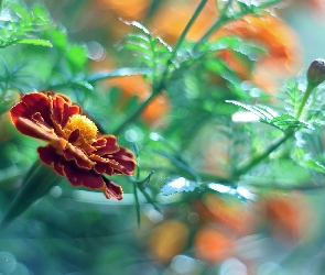 Turek, Kwiat, Aksamitka