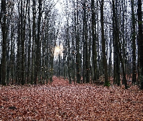 Jesień, Blask, Droga, Las