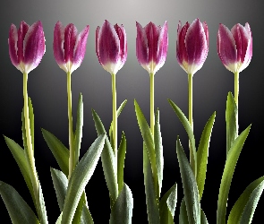 Tulipany, Światło