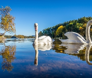 Rzeka, Krajobraz, Łabędzie