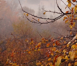 Jesień, Mgła, Krople, Gałęzie