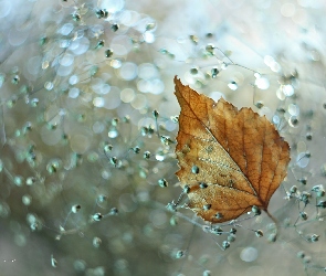 Bokeh, Liść, Żółty, Suchy