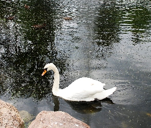 Łabędz, Biały, Park, Staw