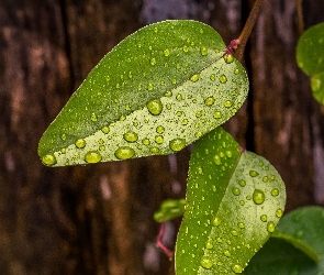 Zielone, Deszczu, Krople, Liście