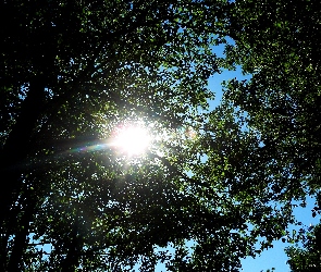 Drzewo, Słońce, Las