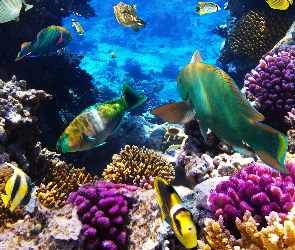 Rafa koralowa, Morskie głębiny

, Ryby