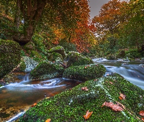 Kamienie, Liście, Rzeczka, Drzewa, Park