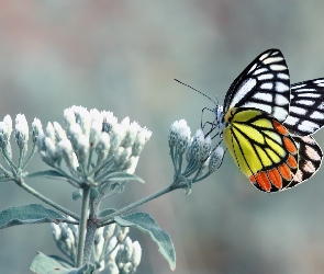 Motyl