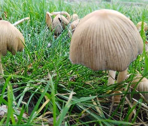 Grzyby, Trawa