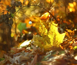 Żółty, Liść, Jesienny