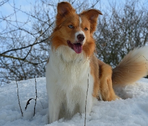 Śliczny, Border Collie, Piesek