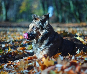 Jesień, Liście, Suczka, Pies, Shila, Kundelek