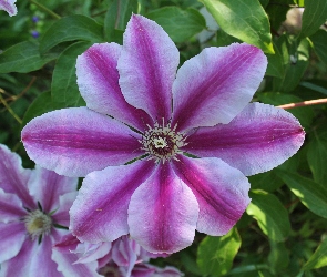 Clematis