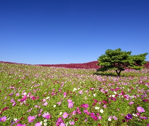 Park Hitachinaka, Łąka, Japonia