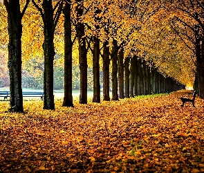 Jesień, Park, Drzewa, Ławki, Liście, Aleja
