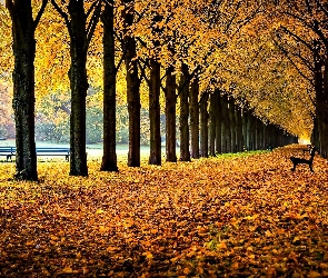 Drzewa, Liście, Park, Jesień, Aleja, Ławki