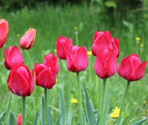 Tulipany