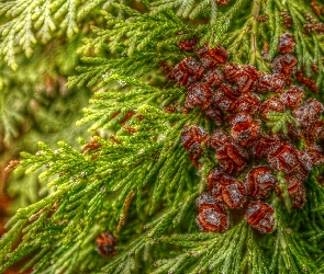 Tuja, HDR, Szyszki, Małe, Iglak