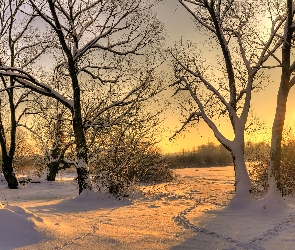 Zima, Śnieg, Drzewa