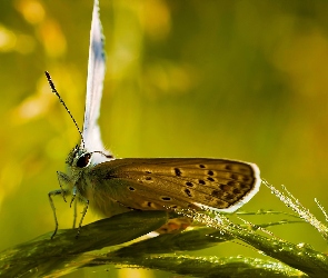 Woda, Kropelki, Motyl, Trawa