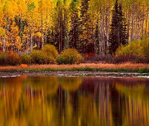Jesień, Las, Odbicie, Jezioro, Krzewy, Drzewa