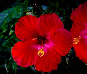 Liście, Hibiskus, Czerwone, Kwiaty