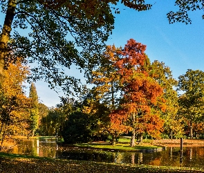 Park, Staw, Jesień
