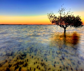Drzewo, Jezioro, Wschód Słońca