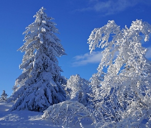 Zima, Świerki, Ośnieżone, Las