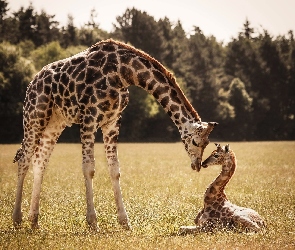 Mama, Żyrafa, Las, Małą, Żyrafą, Polana, Z