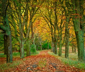 Drzewa , Liście, Jesień